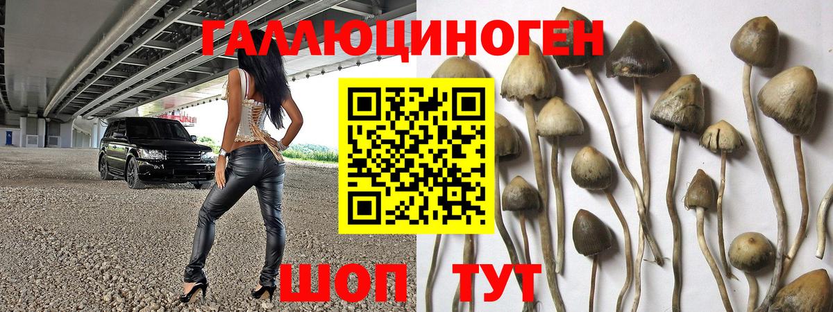 Галлюциногенные грибы Psilocybe Малоярославец